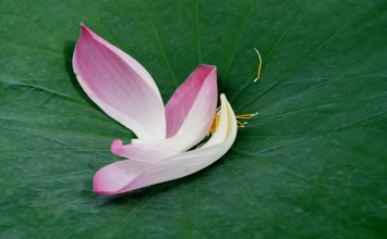 Thiền sư Huệ Hải (Đại Châu)
